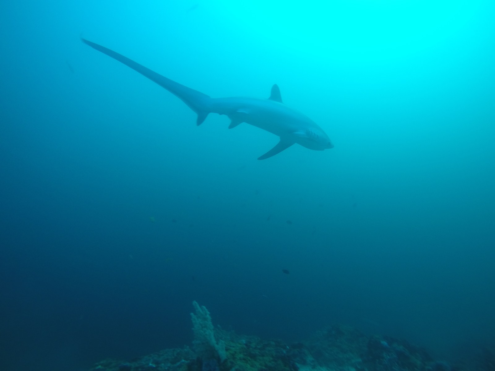 Diving with Thresher Sharks at Malapascua Island