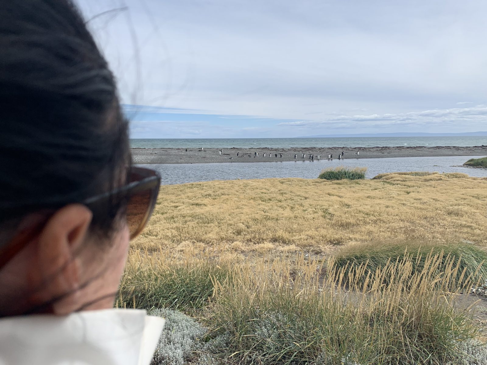 Day trip to see the King Penguins in Porvenir, from Punta Arenas