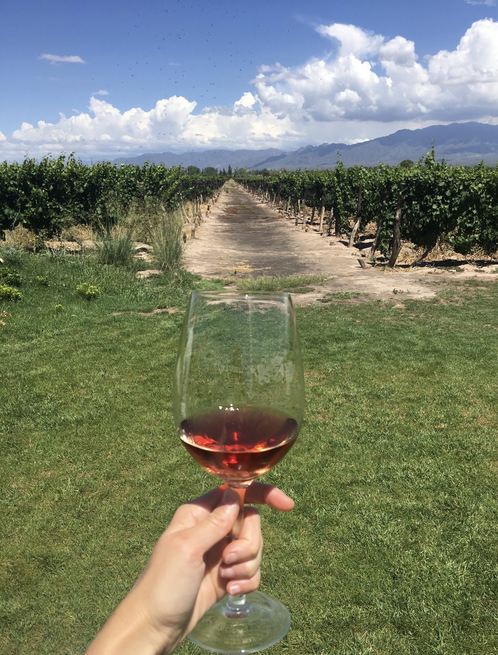 Wine tasting and cycling around the vineyards of Mendoza